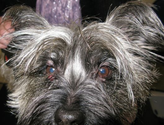 Bilateral pyogranulomatous meibomianitis 